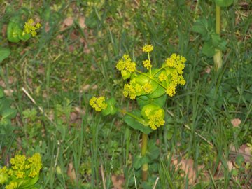 Smyrnium perfoliatum subsp. rotundifolium/Corinoli dentato